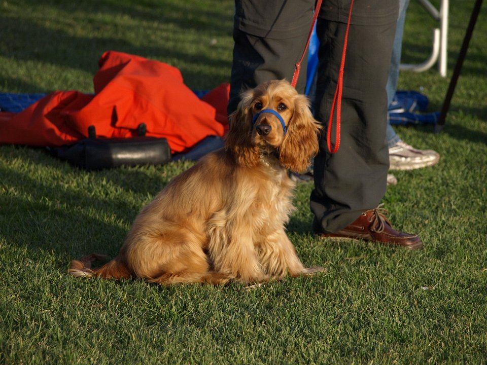 7 July 2012 Peanut